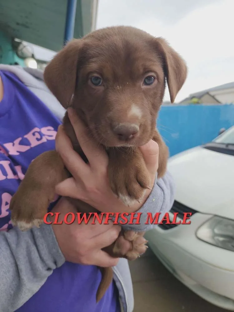 A baby medium-sized male Brown / Chocolate Mixed Breed dog named Clownfish for adoption in Evansville, IN