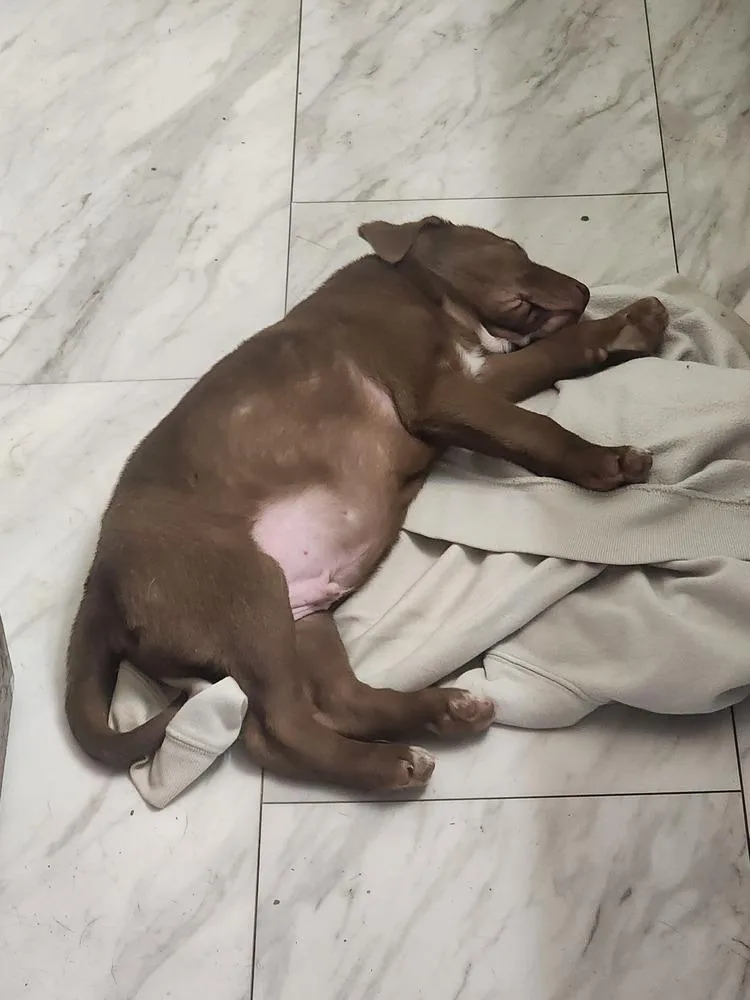 Clownfish thumbnail 2