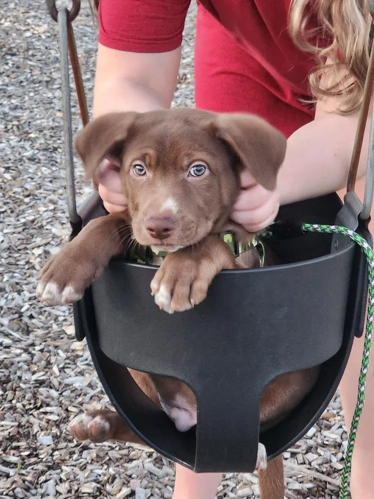 Clownfish thumbnail 3