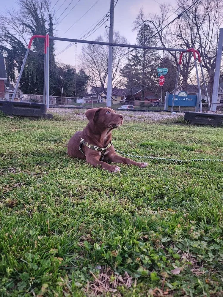 Clownfish thumbnail 4