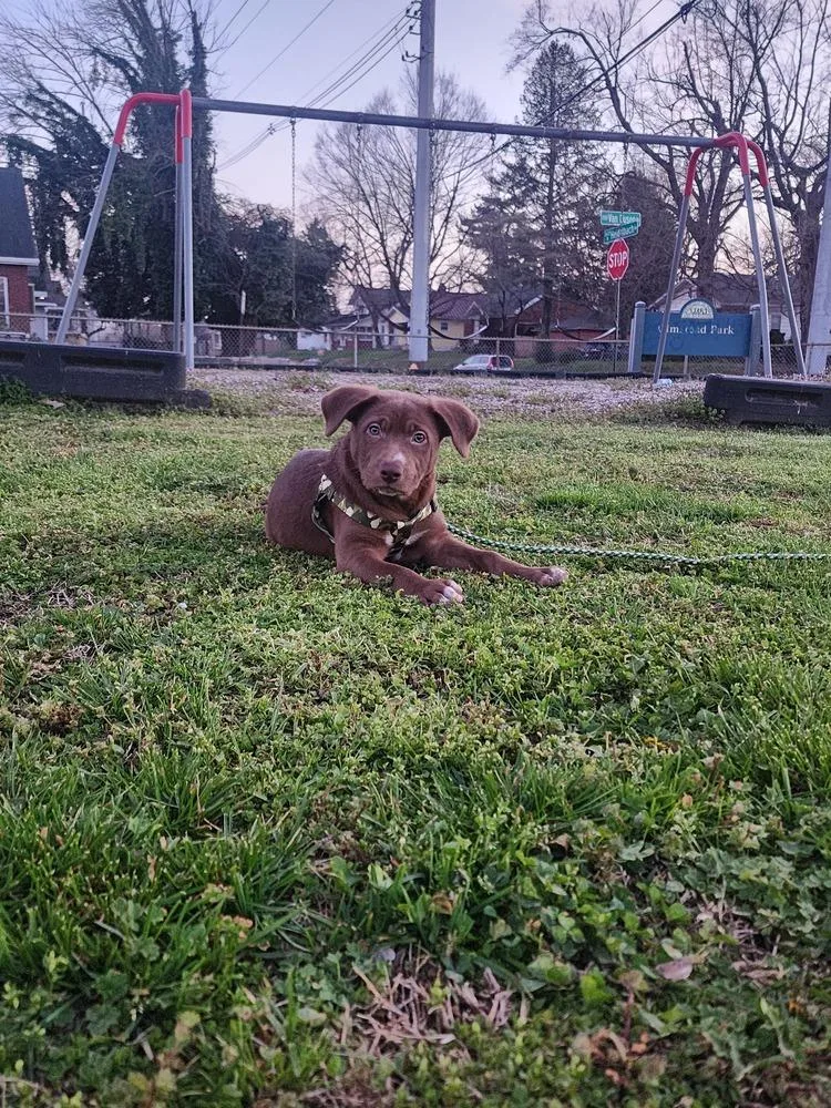 Clownfish thumbnail 5