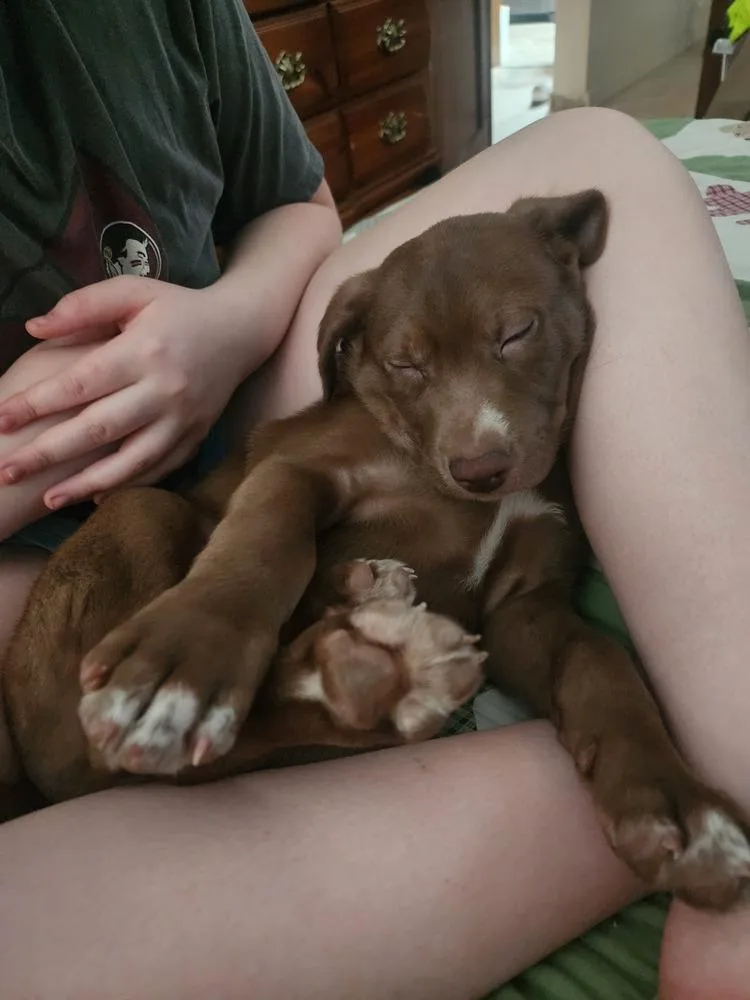 Clownfish thumbnail 6