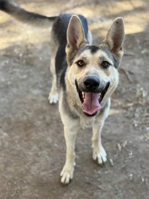 A young large-sized female German Shepherd Dog dog named Luna for adoption in Riverside, CA
