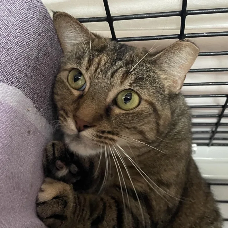 An adult large-sized female Brown / Chocolate Domestic Short Hair cat named Randi for adoption in Chicago, IL