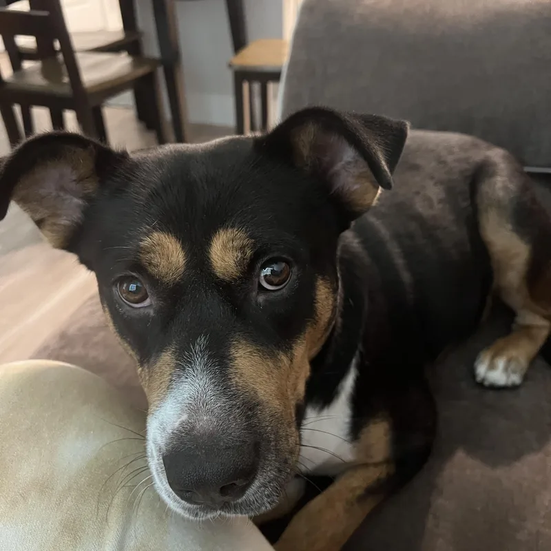 An adult medium-sized female Cattle Dog dog named Frida for adoption in Magnolia, TX