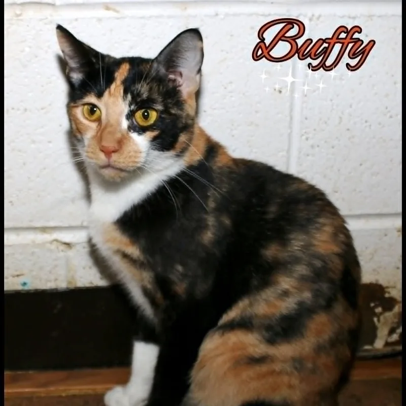 An adult medium-sized female Calico cat named Buffy for adoption in Shippenville, PA