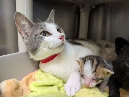 An adult medium-sized female Domestic Short Hair cat named Trundle for adoption in Westland, MI