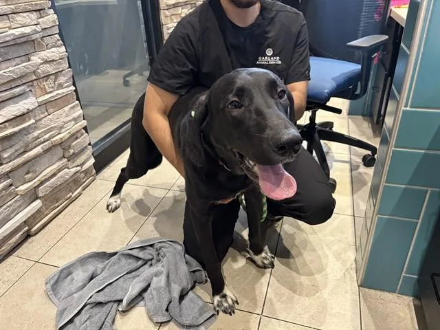 A young large-sized male Labrador Retriever dog named Draco for adoption in Garland, TX