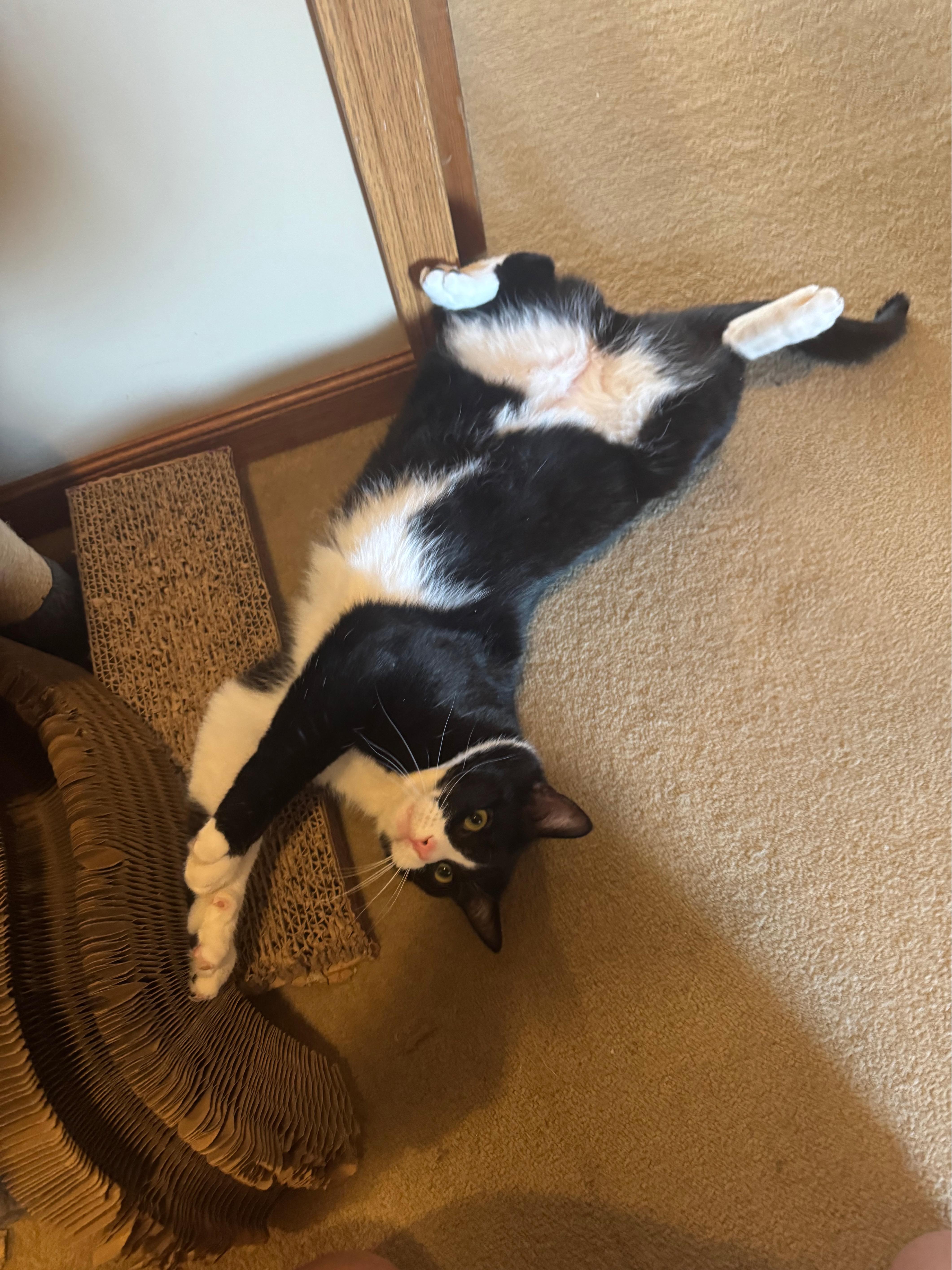 A young medium-sized male Black & White / Tuxedo Domestic Short Hair cat named Peter for adoption in Manhattan, KS