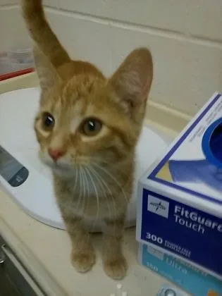 A young medium-sized female Domestic Short Hair cat named Annie for adoption in Anderson, IN