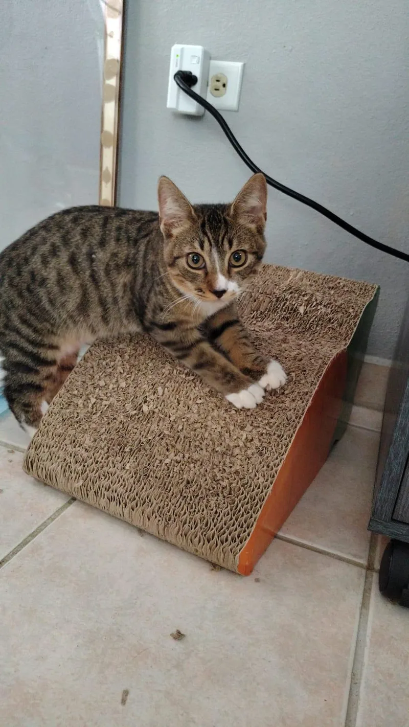 Thor And Loki thumbnail 2