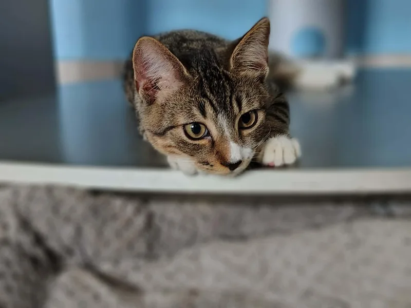 Thor And Loki thumbnail 3