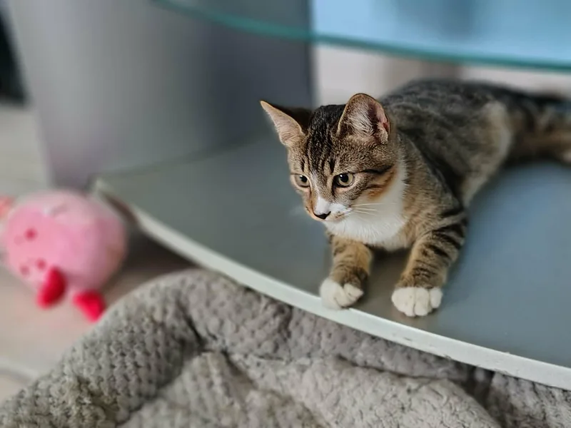 Thor And Loki thumbnail 4