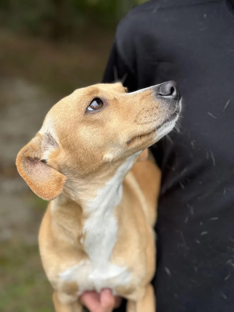 A young small-sized female Dachshund dog named Sophie for adoption in Mobile, AL