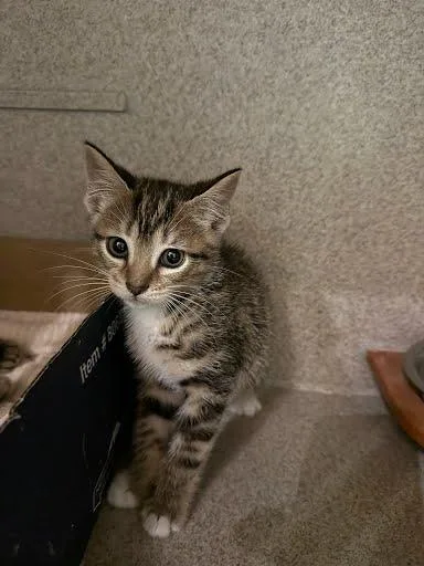 A baby small-sized female Domestic Short Hair cat named Klutzy for adoption in Washington, DC