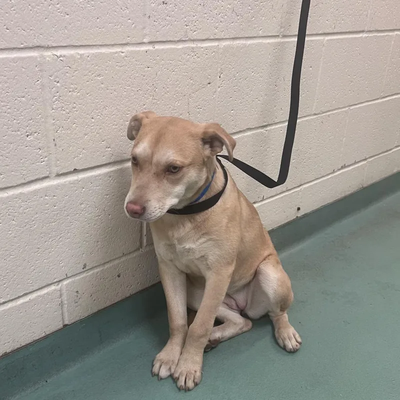 A young medium-sized female Yellow / Tan / Blond / Fawn Mixed Breed dog named Blondie for adoption in Memphis, TN