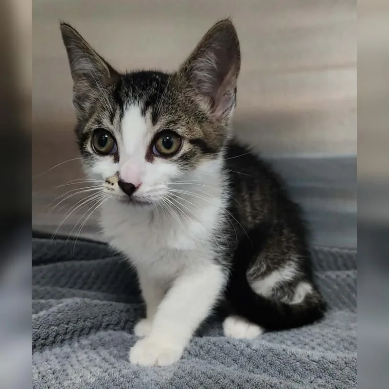 A baby small-sized male Brown / Chocolate Domestic Short Hair cat named Crush for adoption in Toledo, OH