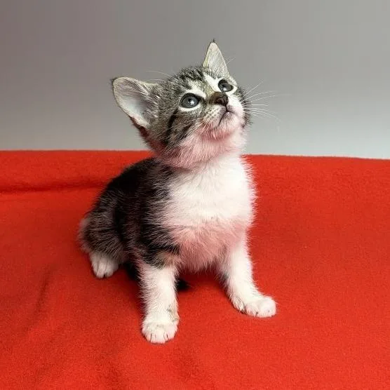 A baby small-sized female Gray / Blue / Silver Domestic Short Hair cat named Croissant for adoption in San Antonio, TX