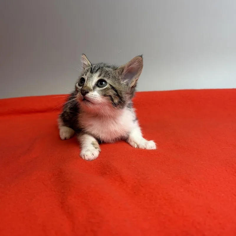 Croissant thumbnail 3