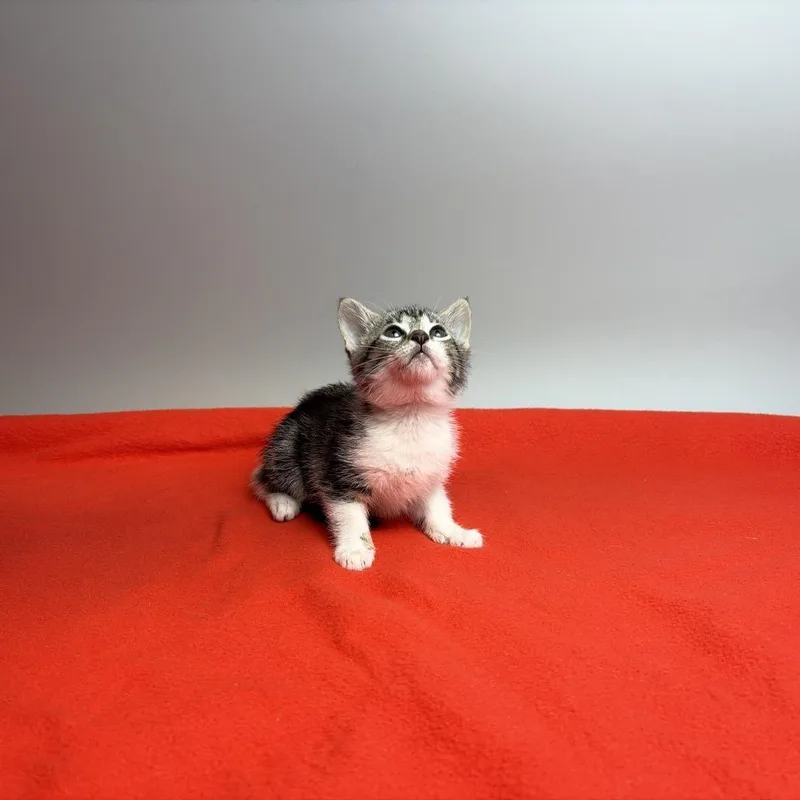 Croissant thumbnail 5