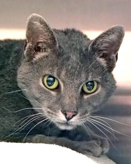 A senior medium-sized male Domestic Short Hair cat named Bilbo for adoption in Fishers, IN