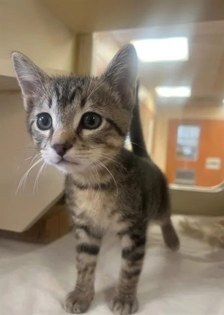 A baby small-sized male Domestic Short Hair cat named Kit for adoption in Blythe, CA