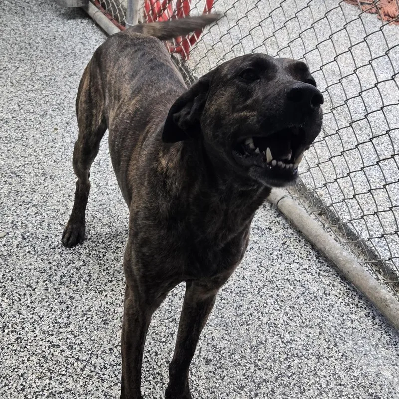 An adult large-sized male Brindle Plott Hound dog named Buddy for adoption in Tawas City, MI