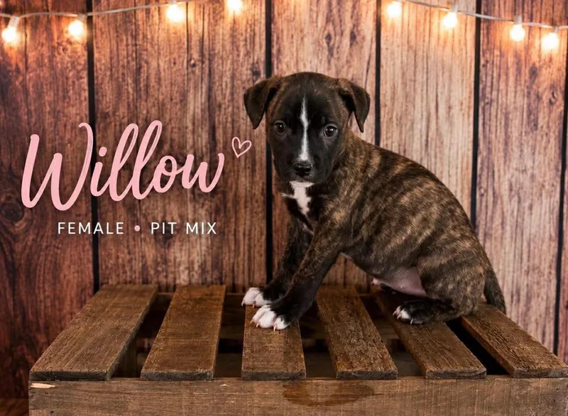 A baby medium-sized female American Staffordshire Terrier dog named Willow for adoption in Holly Springs, NC