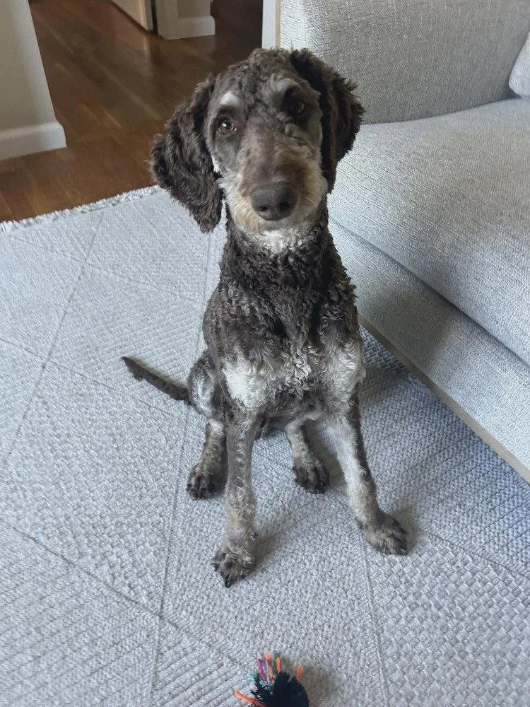 A baby medium-sized male Labrador Retriever dog named Liam for adoption in New York, NY