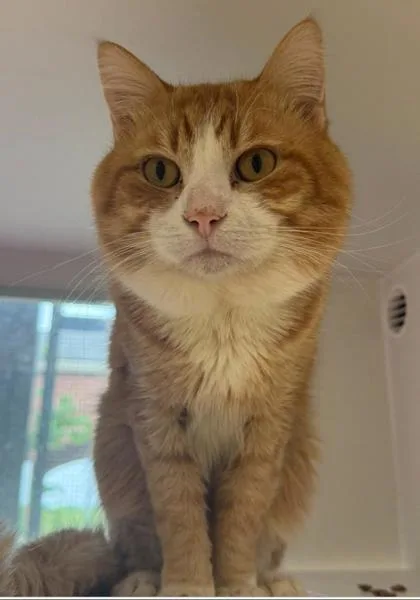 An adult medium-sized male Domestic Short Hair cat named Oliver for adoption in Fairfax, VA