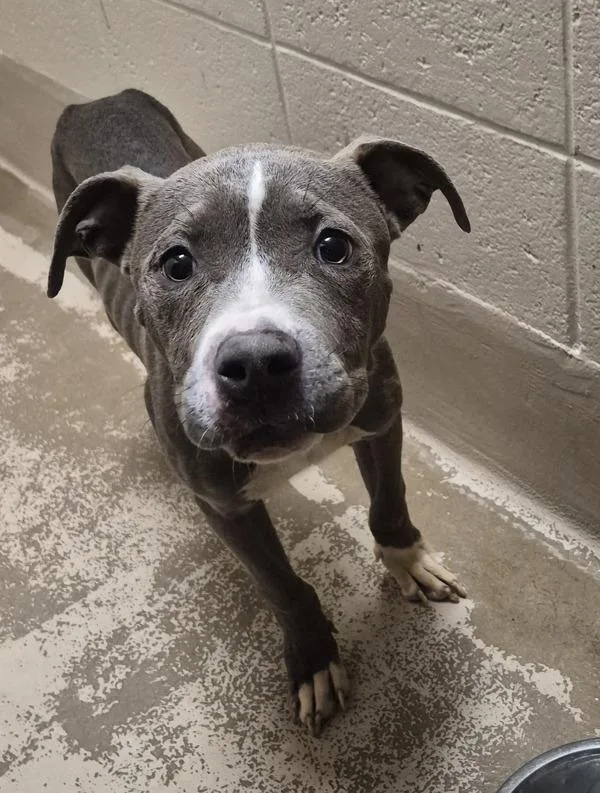 A young medium-sized male Pit Bull Terrier dog named Vc Tater Tot for adoption in Lawrenceville, GA