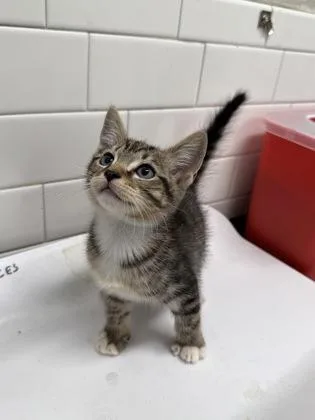A baby small-sized male Domestic Short Hair cat named Lilac for adoption in Atlanta, GA