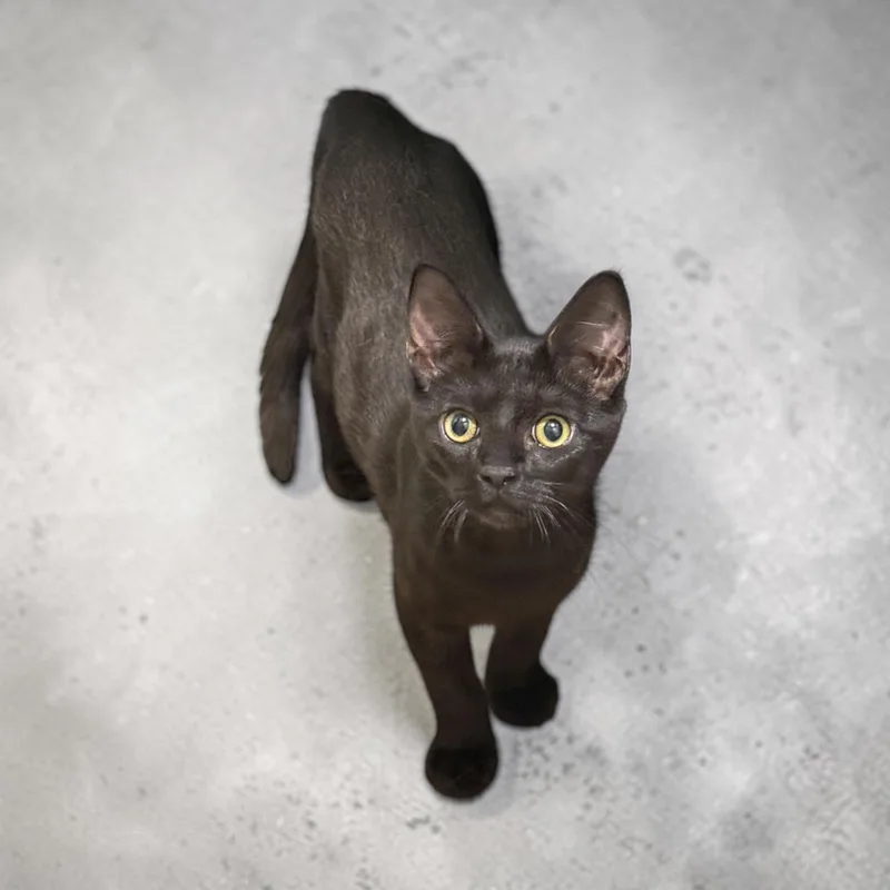 A baby medium-sized male Black Domestic Short Hair cat named Peagreen INDOOR ONLY for adoption in Stockton, CA