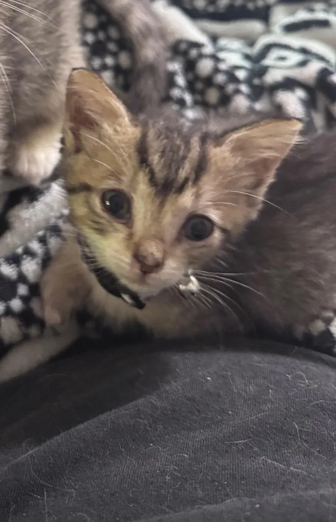 A baby medium-sized female Domestic Short Hair cat named Aqua Tofana for adoption in Johnson City, TN