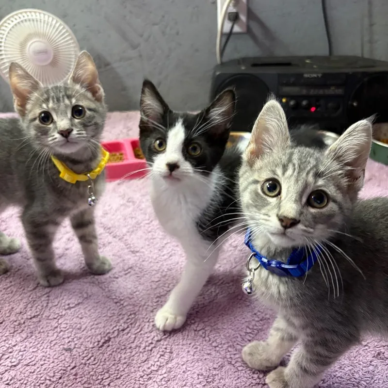 A baby small-sized male Gray / Blue / Silver Domestic Short Hair cat named Derek for adoption in Greenfield, IN