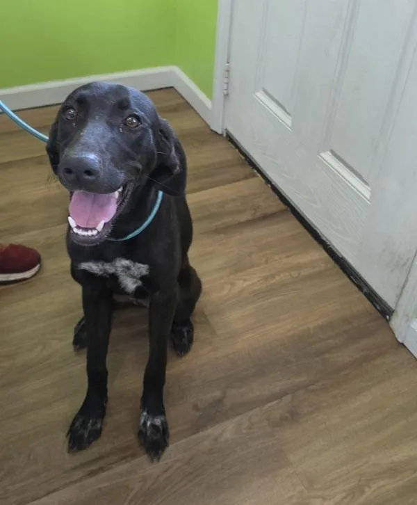 A young large-sized female Hound dog named Tia for adoption in Cleveland, TN