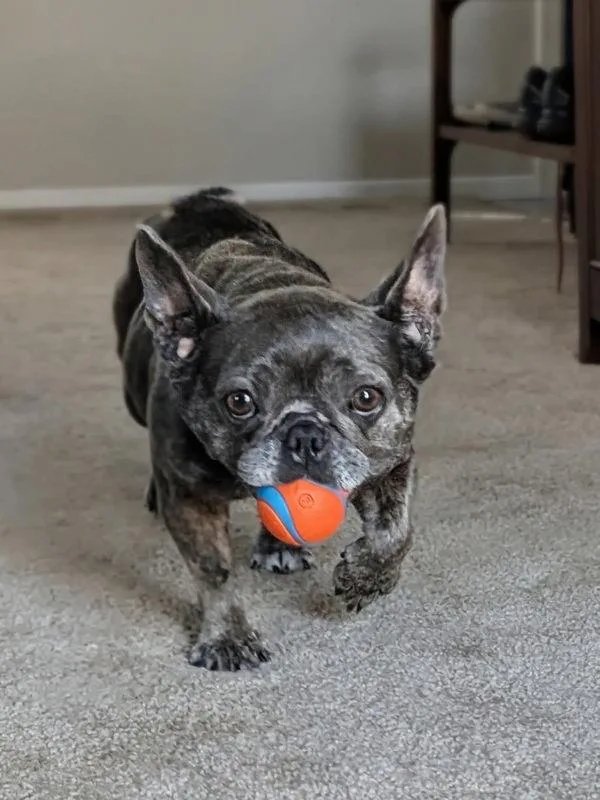 An adult small-sized female French Bulldog dog named Pebble for adoption in San Diego, CA
