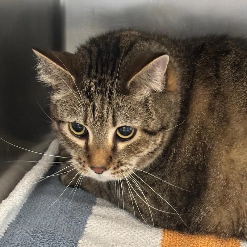 An adult extra large-sized male Brown / Chocolate Domestic Short Hair cat named Odie for adoption in Council Bluffs, IA