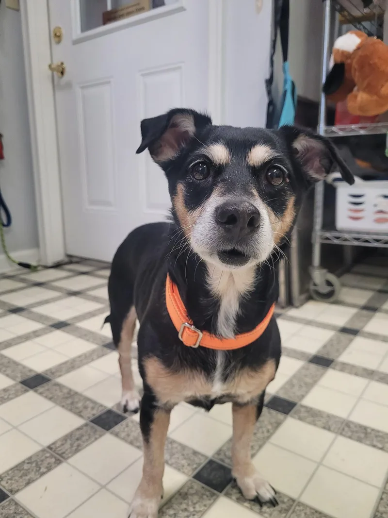 A senior small-sized female Bicolor Jack Russell Terrier dog named Penny D for adoption in Frankfort, KY