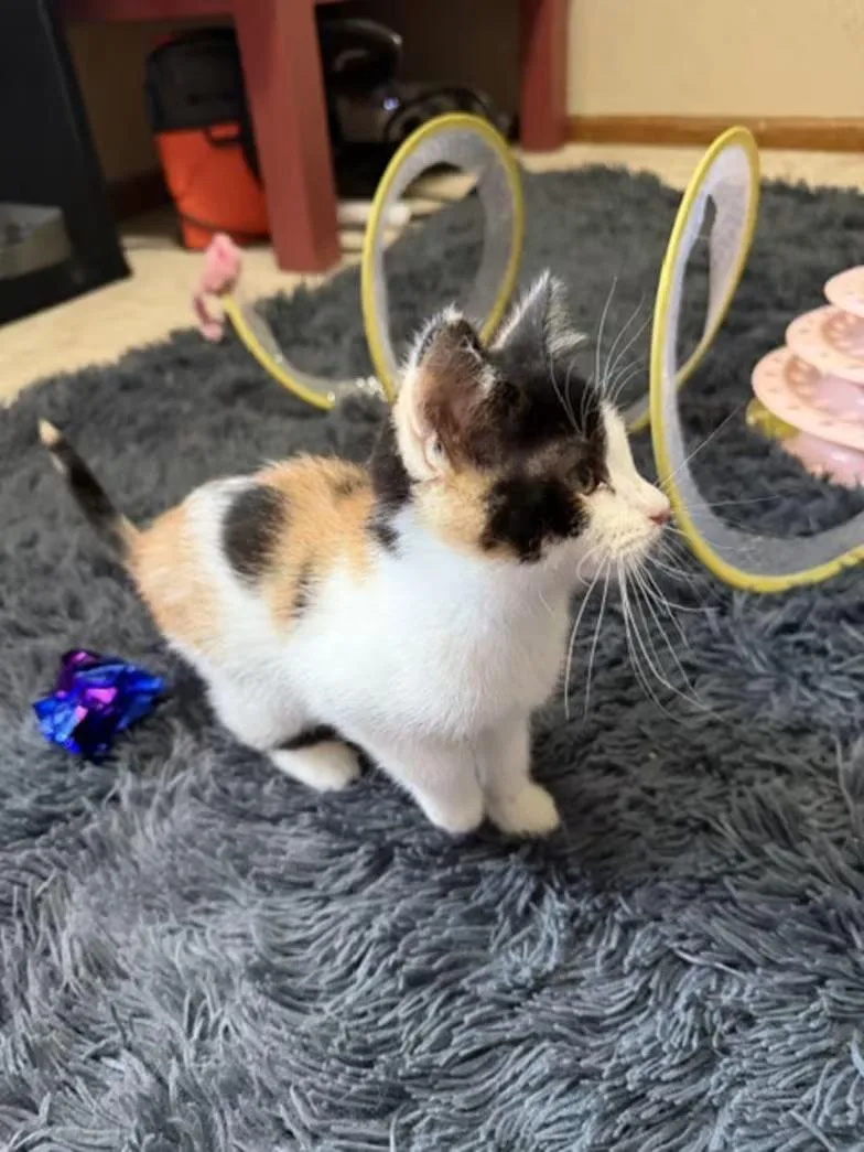 A baby medium-sized female Calico cat named Baby Venus for adoption in Albertville, MN