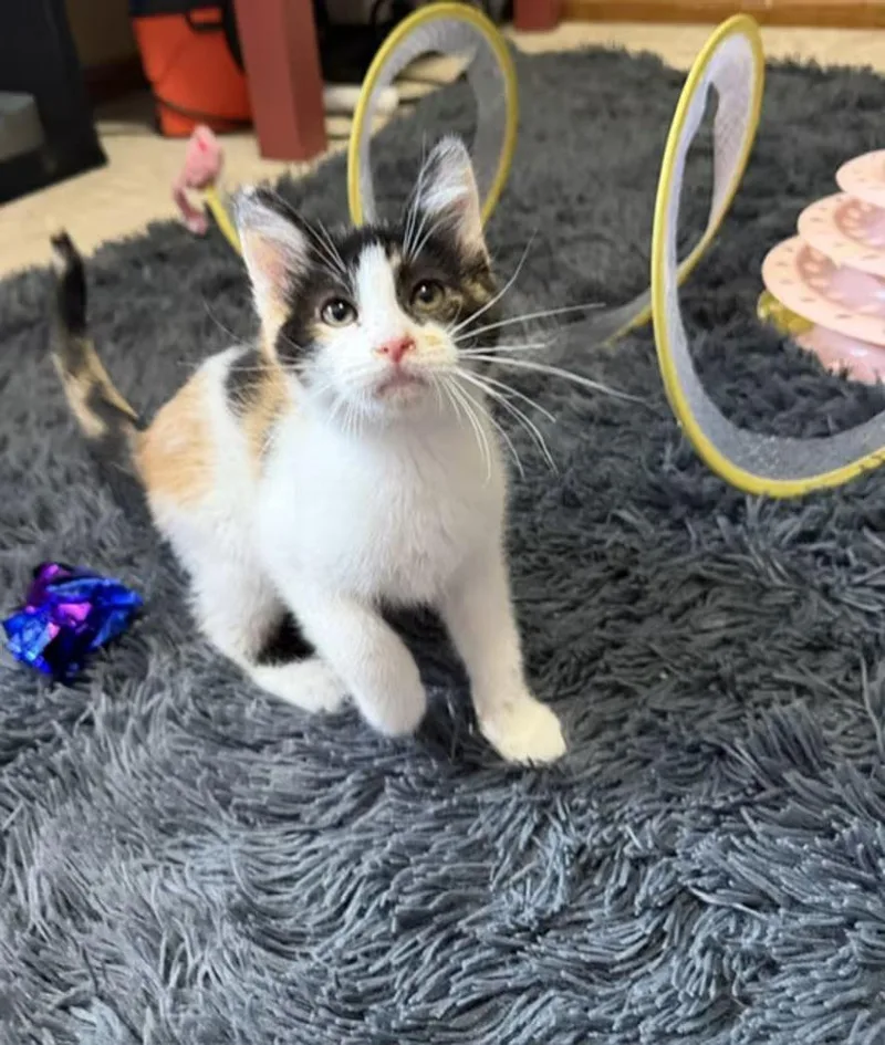 Baby Venus thumbnail 2