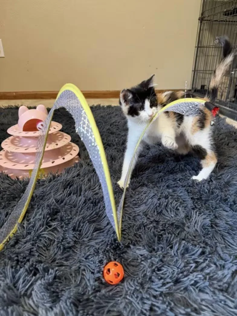 Baby Venus thumbnail 3
