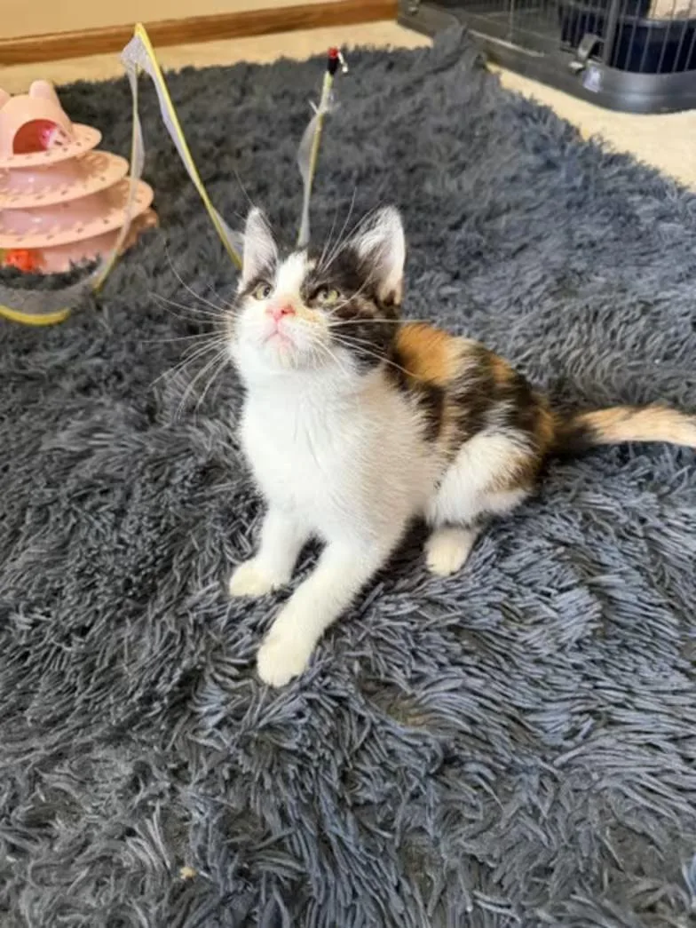 Baby Venus thumbnail 4