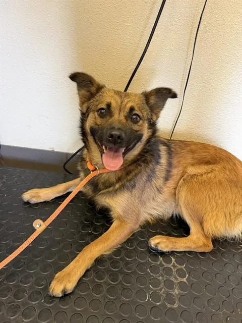 A young small-sized female Chihuahua dog named Phoebe for adoption in Ontario, CA