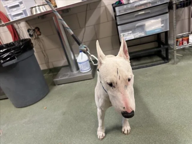 An adult large-sized male Bull Terrier dog named Chico for adoption in Santa Fe, NM