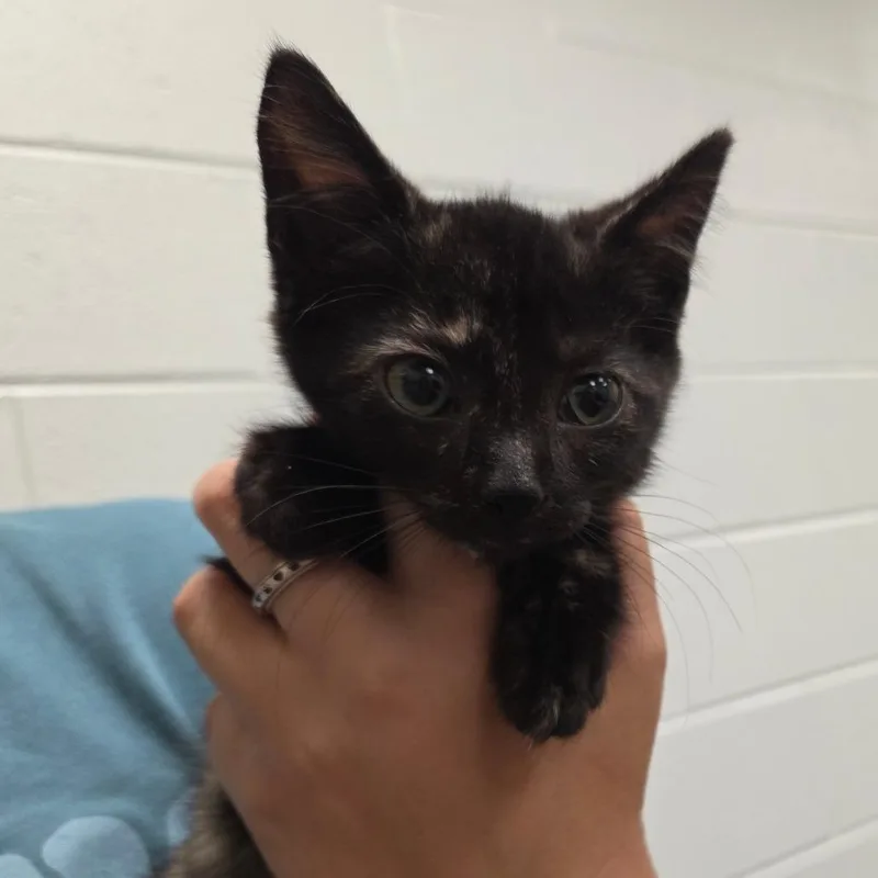 A baby small-sized female Tortoiseshell Domestic Short Hair cat named Juliet for adoption in Chattanooga, TN