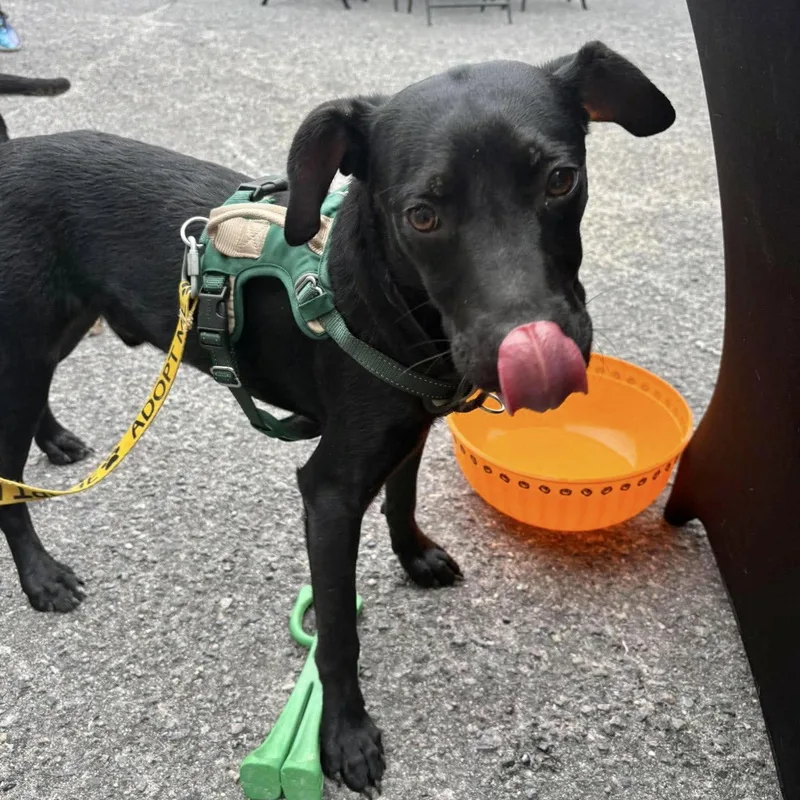 A young medium-sized male Labrador Retriever dog named Moss for adoption in Hillsborough , NC
