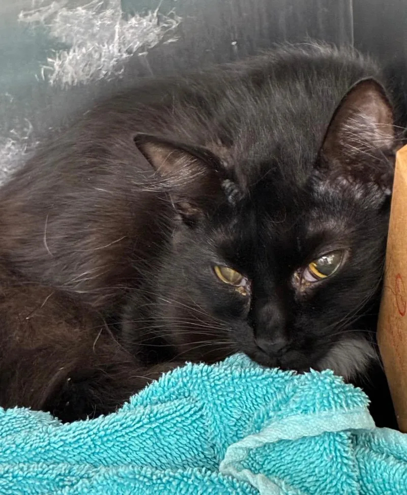 A baby medium-sized female Domestic Short Hair cat named Stratego for adoption in Hartsville, SC