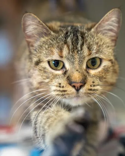 A baby small-sized female Domestic Short Hair cat named Sweetie Pie for adoption in Pequot Lakes, MN