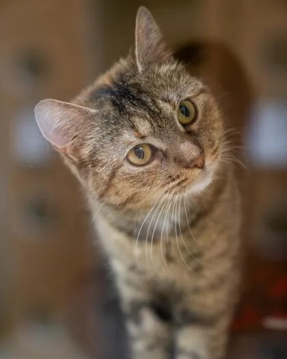 Sweetie Pie thumbnail 2